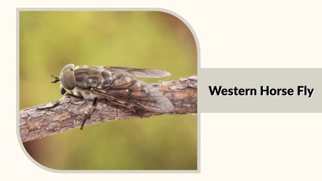Western Horse Fly 