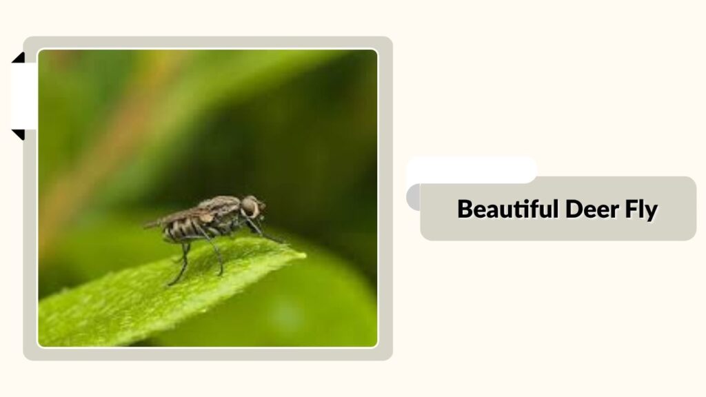 Beautiful Deer Fly