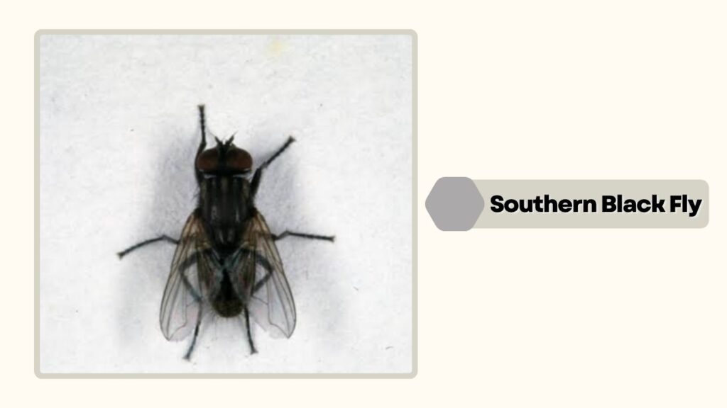 Southern Black Fly