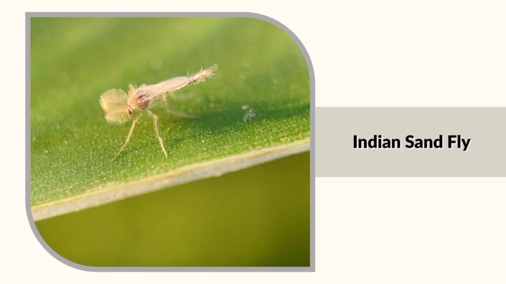 Indian Sand Fly