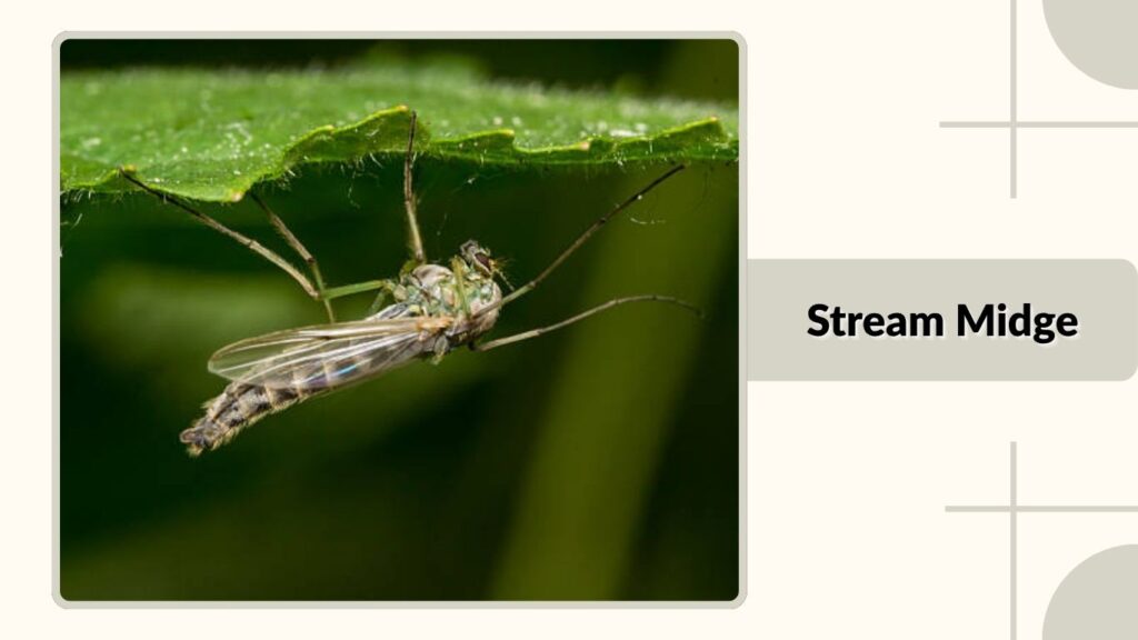 Stream Midge