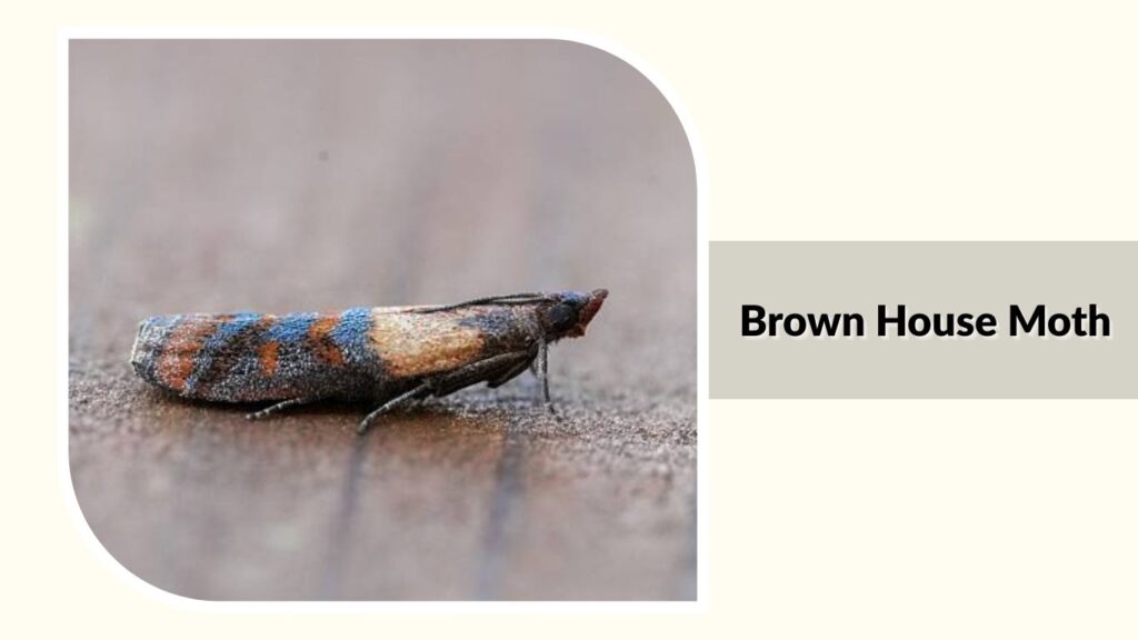 Brown House Moth