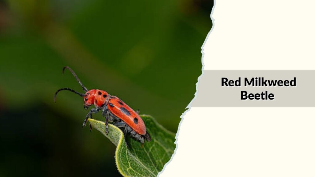 Red Milkweed Beetle
