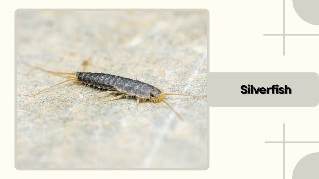 Silverfish