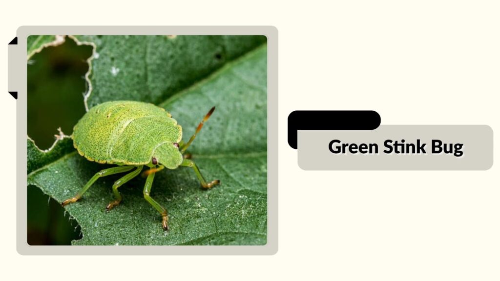 Green Stink Bug