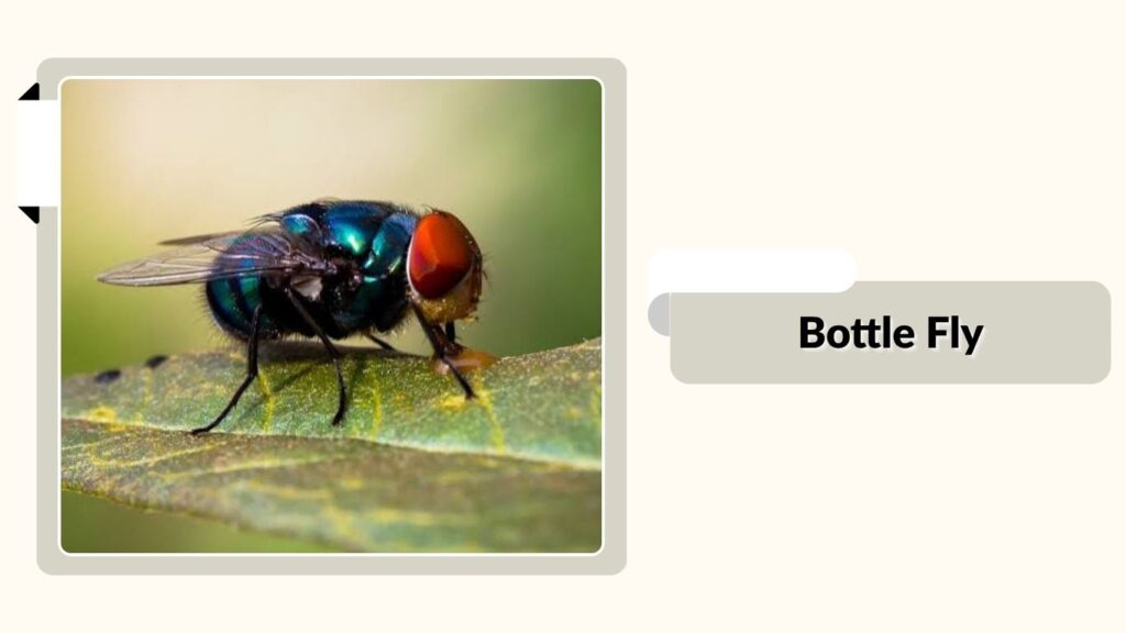 Bottle Fly