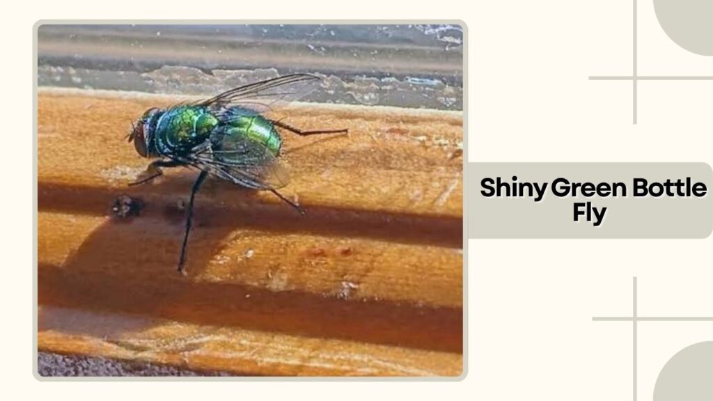 Shiny Green Bottle Fly