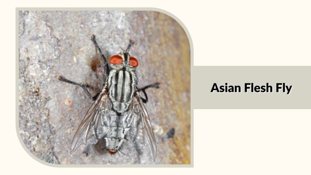 Asian Flesh Fly