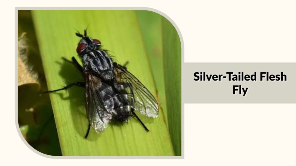 Silver-Tailed Flesh Fly