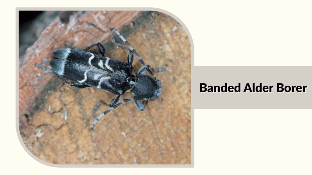 Banded Alder Borer