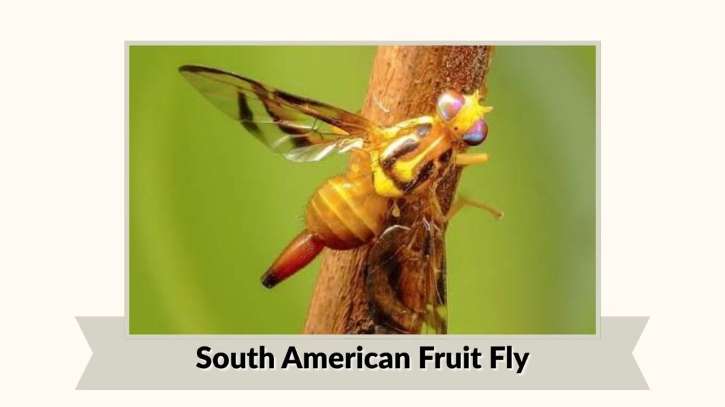 South American Fruit Fly