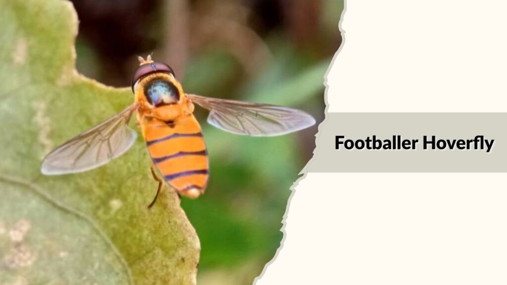 Footballer Hoverfly