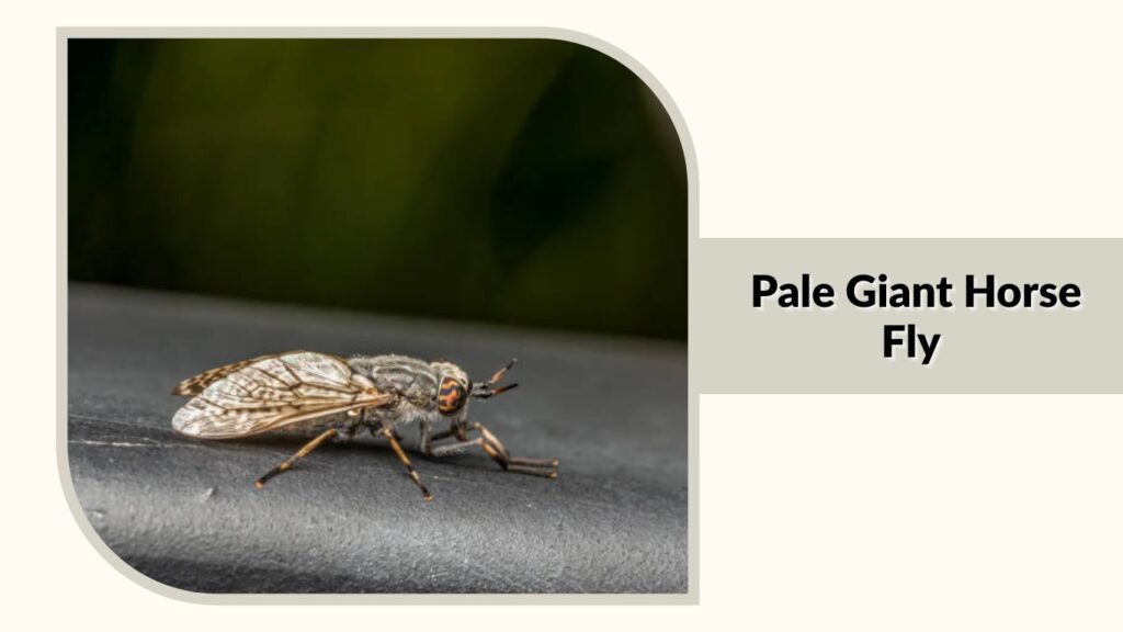 Pale Giant Horse Fly