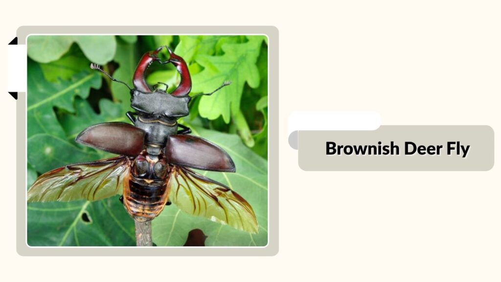 Brownish Deer Fly 