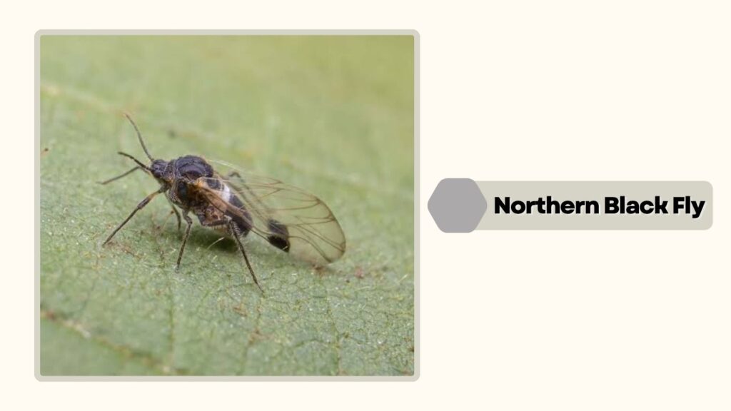  Northern Black Fly