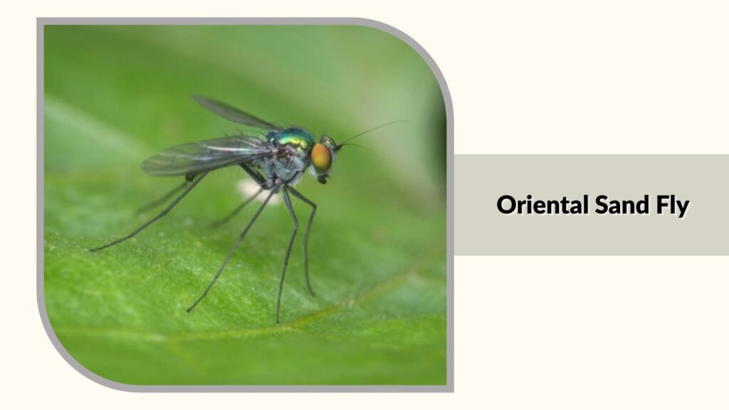 Oriental Sand Fly