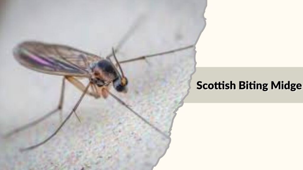 Scottish Biting Midge