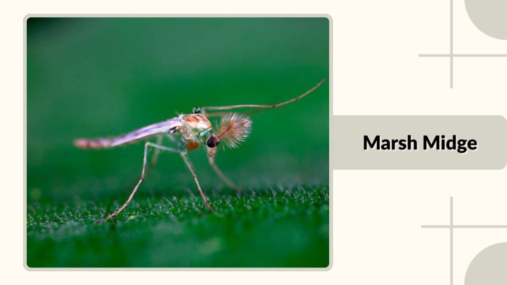 Marsh Midge