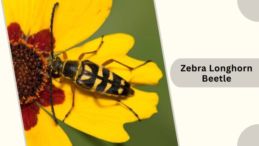 Zebra Longhorn Beetle