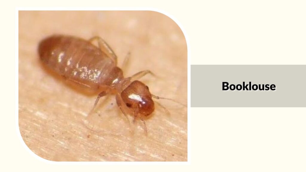  Booklouse