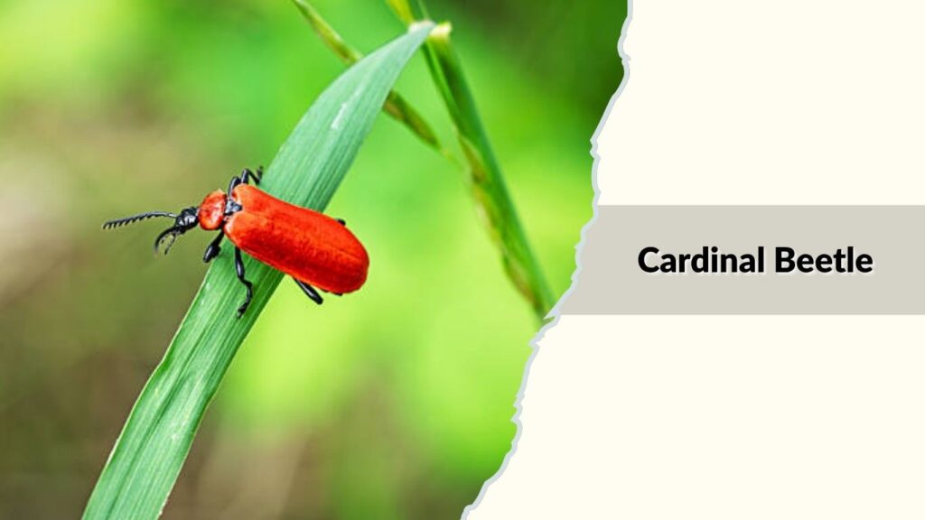 Cardinal Beetle