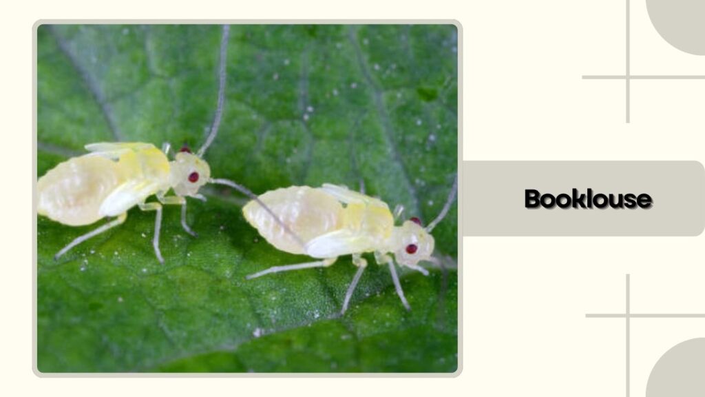 Booklouse