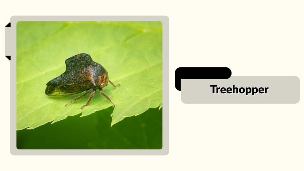 Treehopper