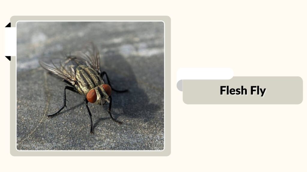 Flesh Fly
