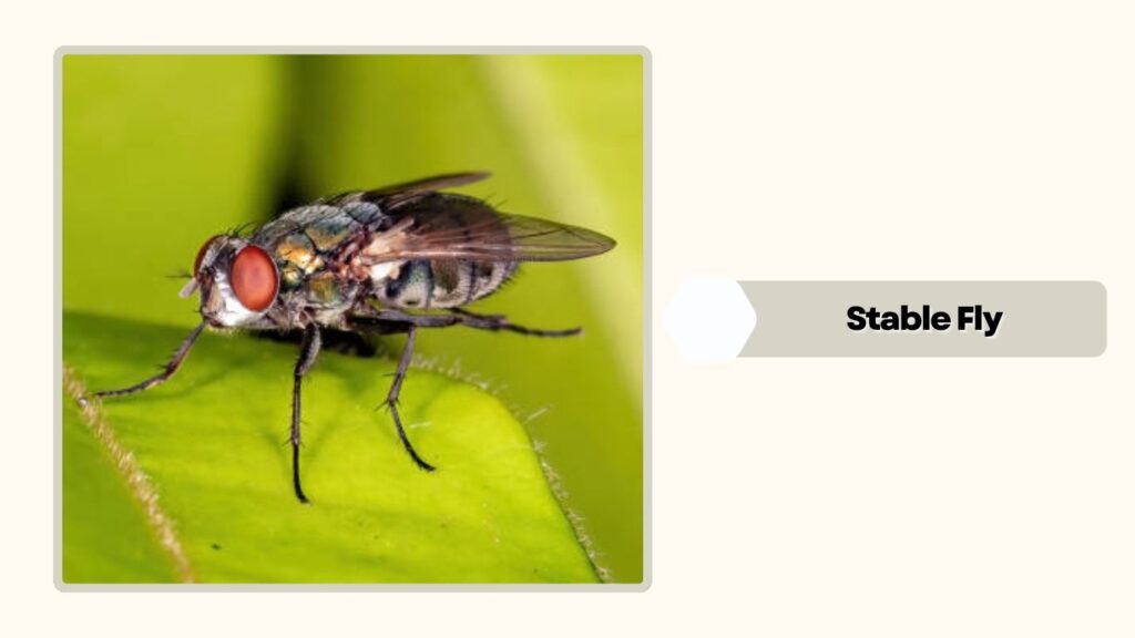 Stable Fly