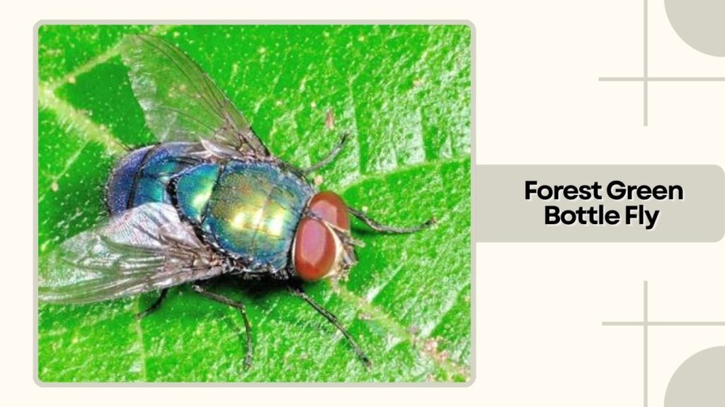 Forest Green Bottle Fly