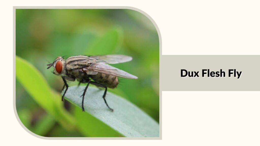 Dux Flesh Fly 