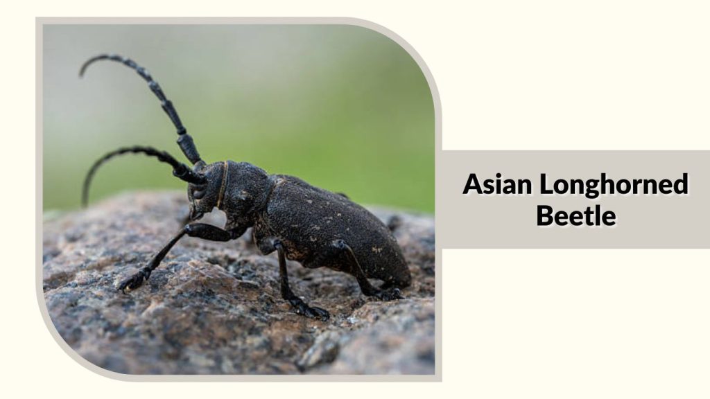 Asian Longhorned Beetle