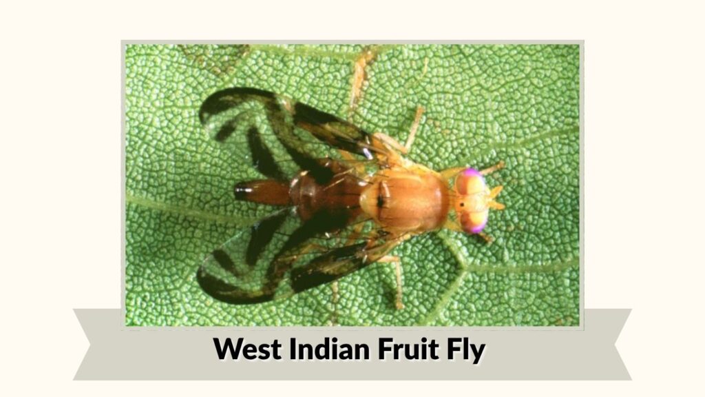  West Indian Fruit Fly