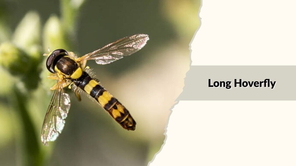 Long Hoverfly 