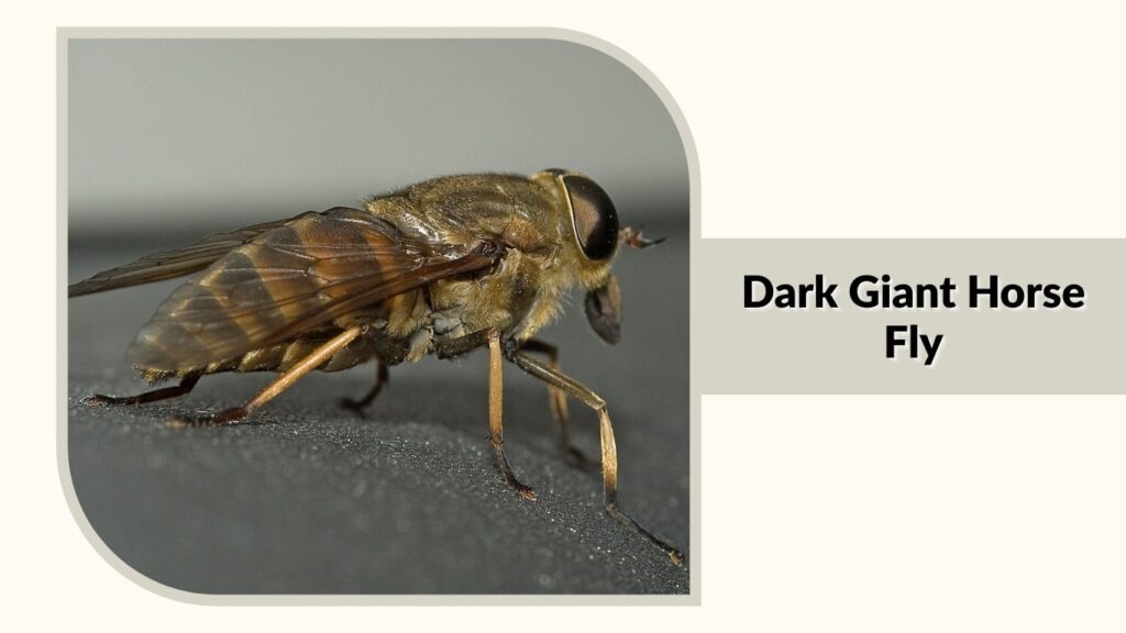 Dark Giant Horse Fly 