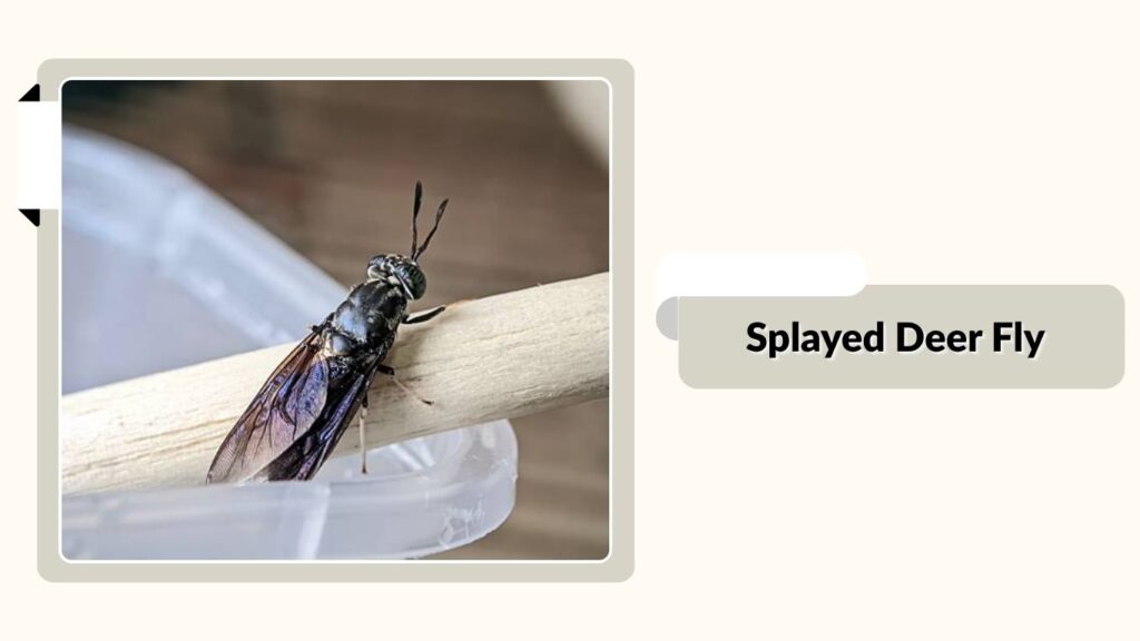 Splayed Deer Fly 