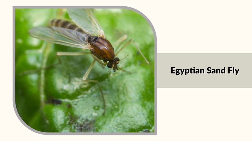 Egyptian Sand Fly