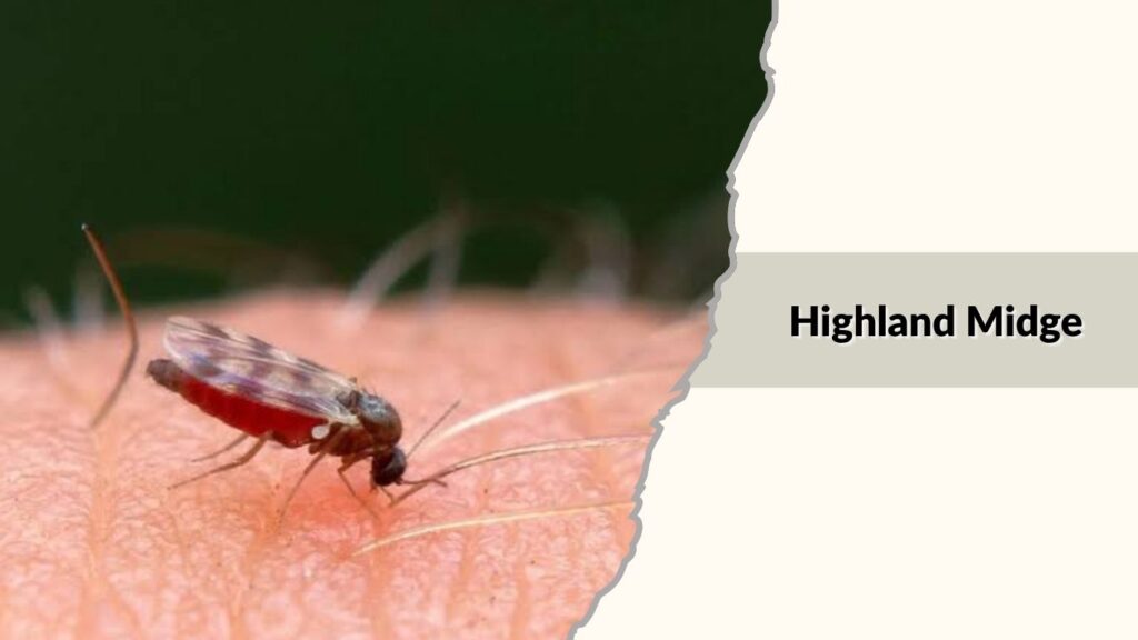 Highland Midge
