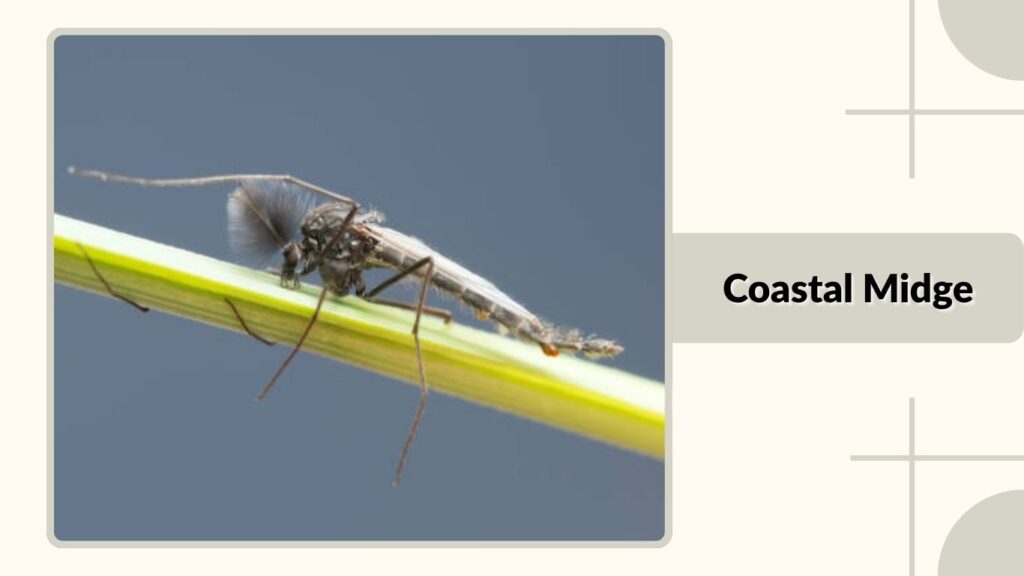 Coastal Midge