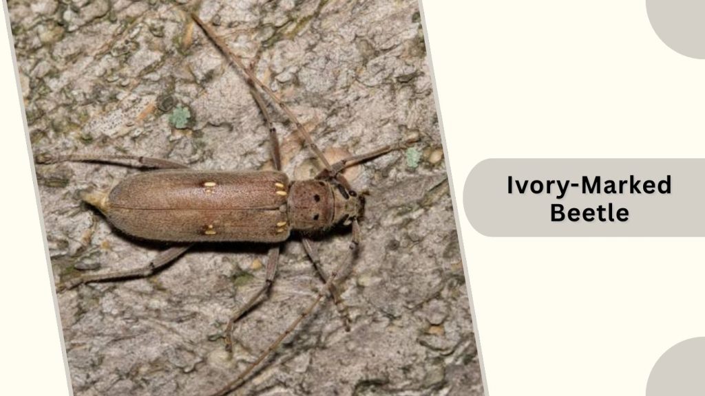 Ivory-Marked Beetle
