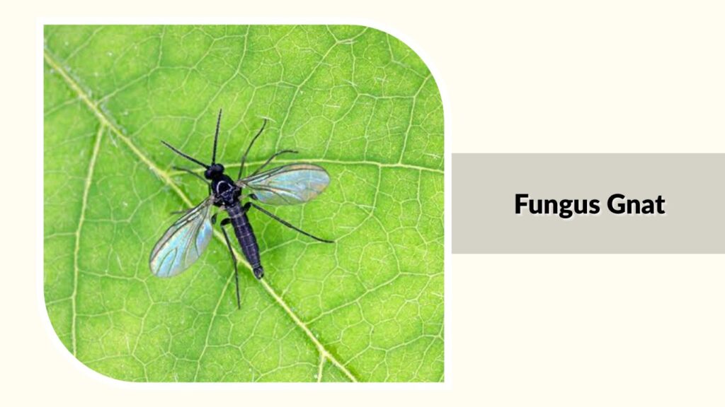 Fungus Gnat