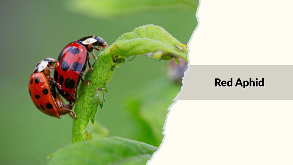 Red Aphid