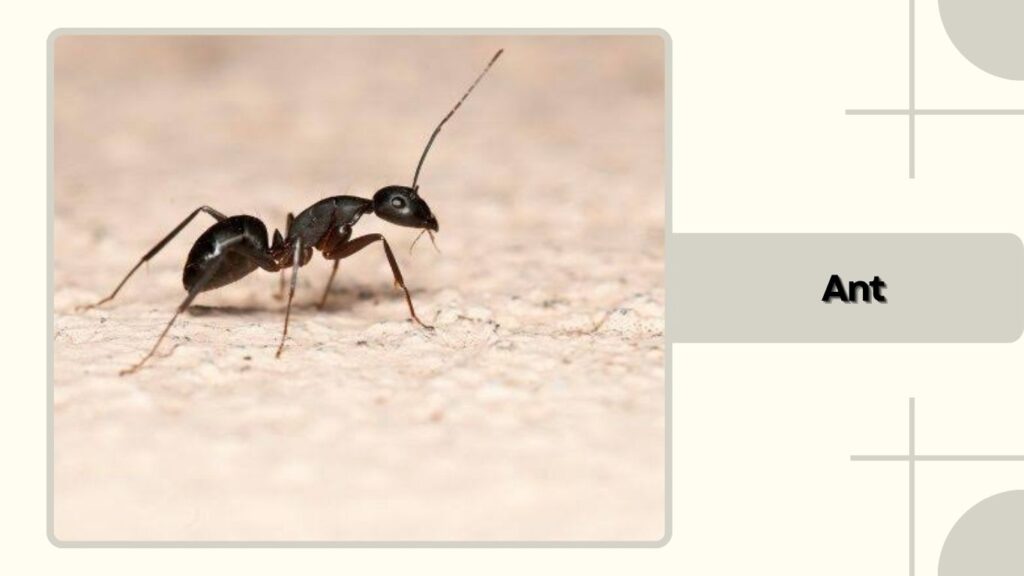 Ant