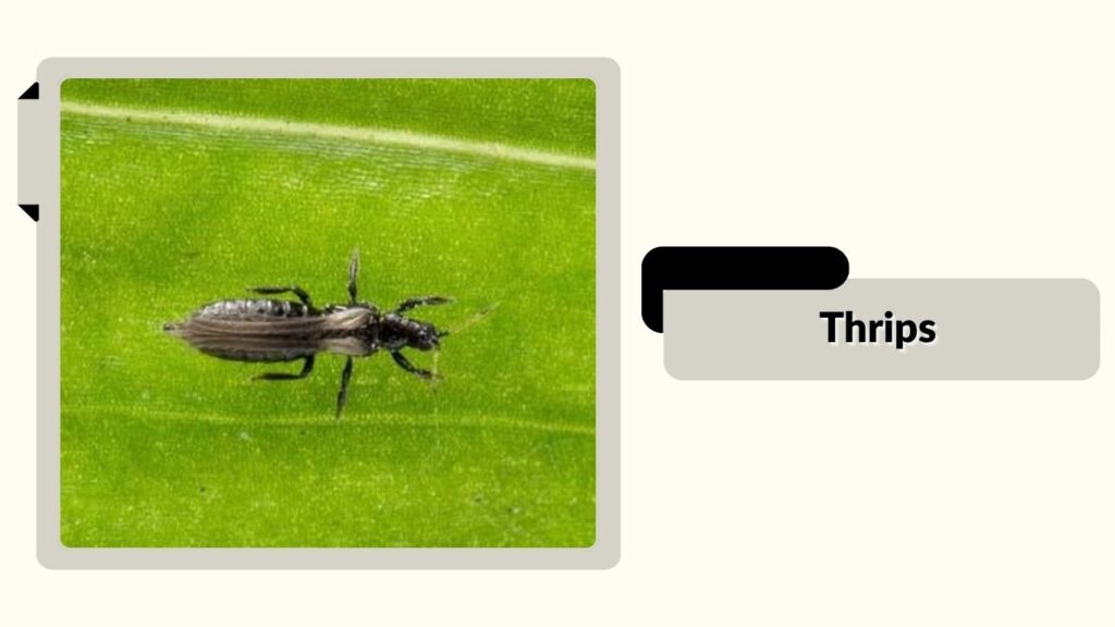 Thrips