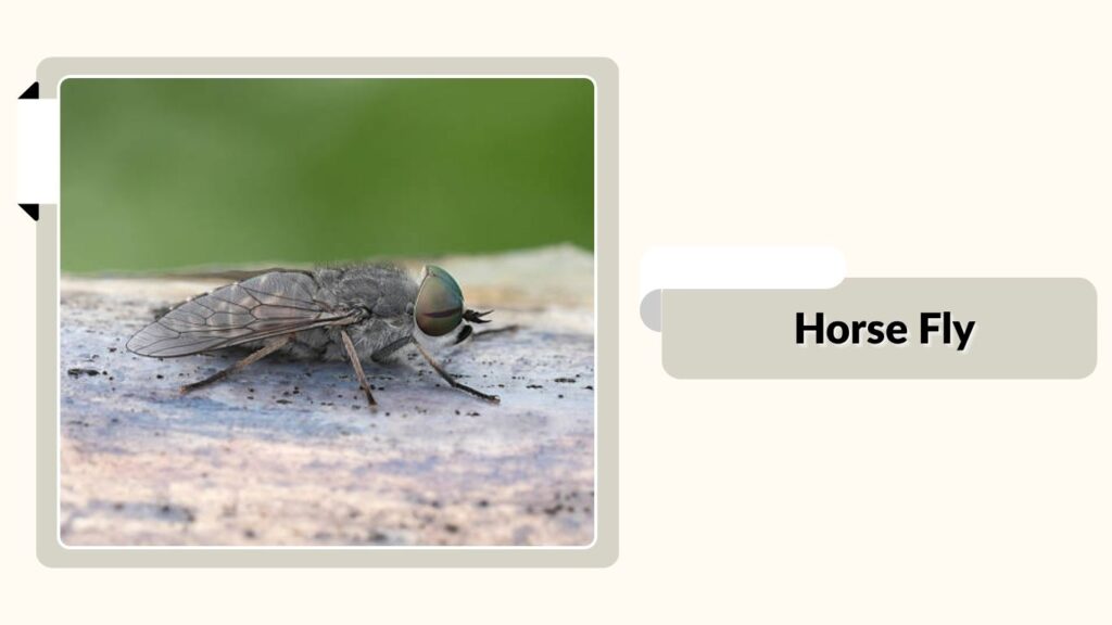 Horse Fly