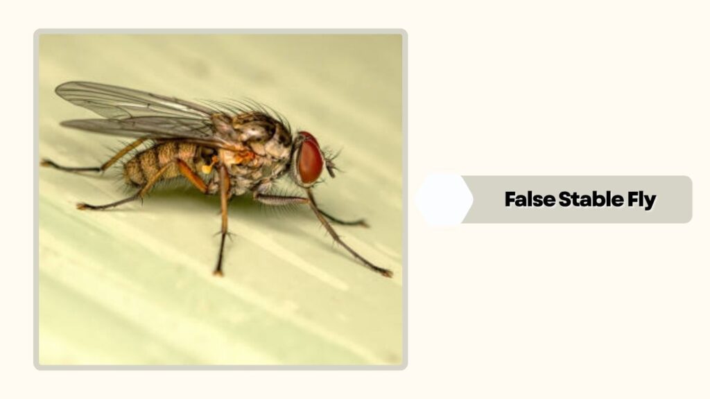 False Stable Fly