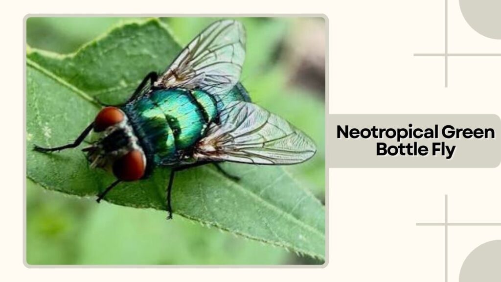  Neotropical Green Bottle Fly