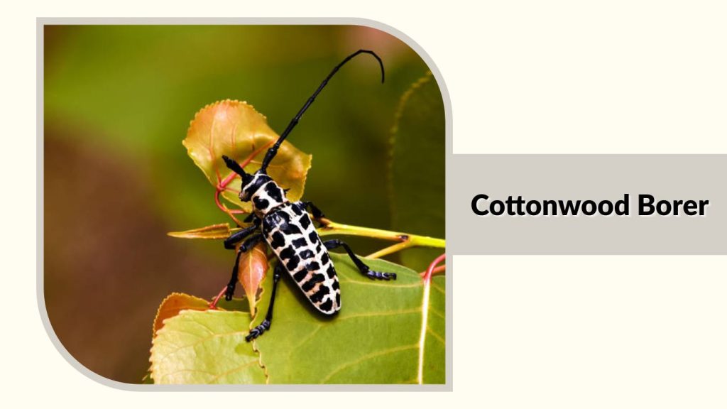 Cottonwood Borer