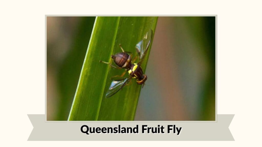  Queensland Fruit Fly