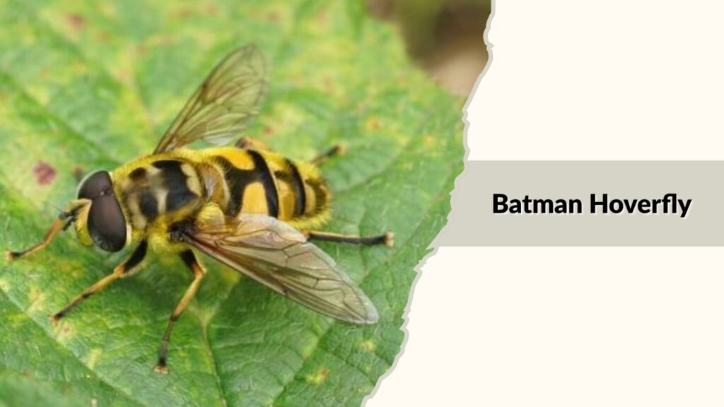  Batman Hoverfly
